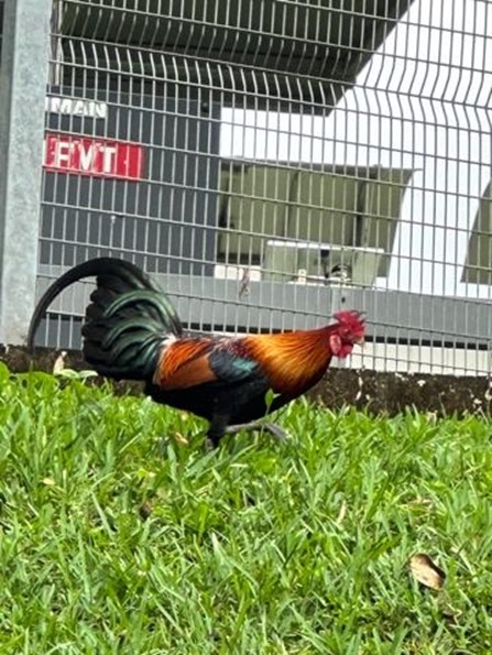 Wild rooster