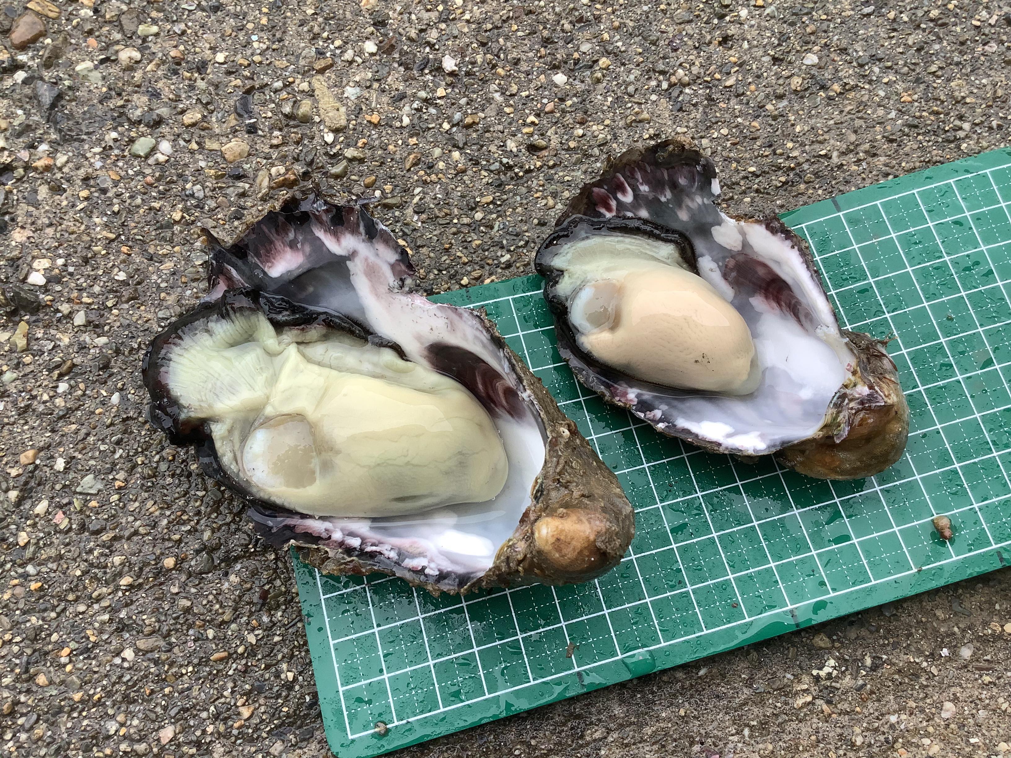 Figure 2. On the left, a triploid oyster; on the right, a diploid oyster, both cultivated in the same environment using identical farming methods. Photo courtesy of Isao Kimura, May 2024.