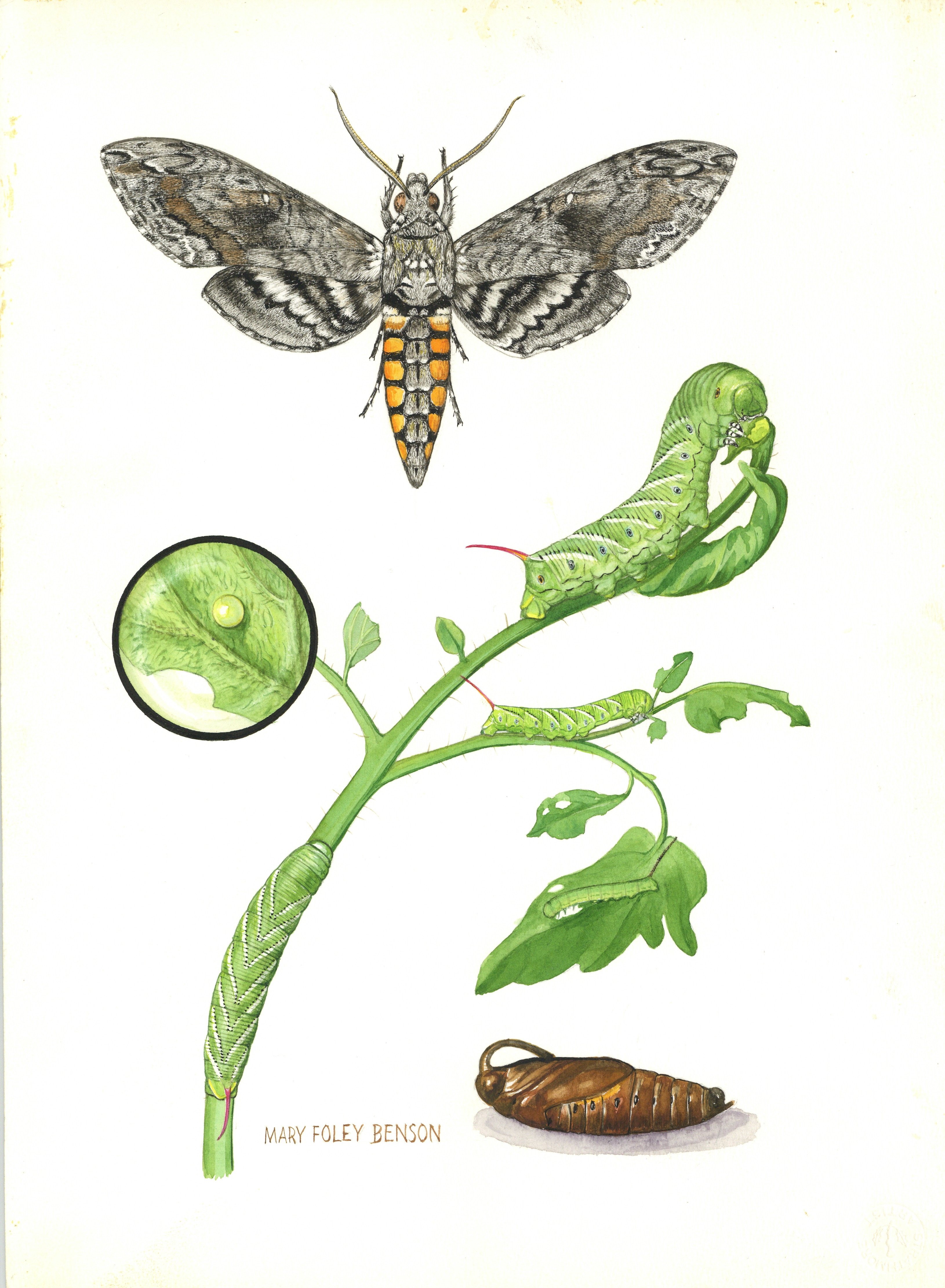 Figure 3: Mary Foley Benson, Tobacco hornworm (Manduca sexta) on tomato, n.d., watercolor. Digitized by the author.