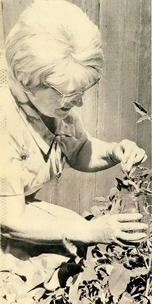 Figure 4: Mary Foley Benson harvesting a horn worm off tomato.