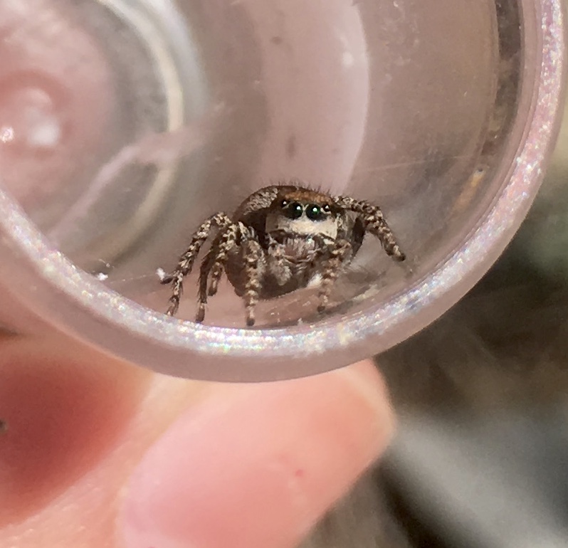A jumping spider (Habronattus pugillis) held in a plastic vial appears to be gazing directly into the camera in the Santa Rita Mountains, Arizona.