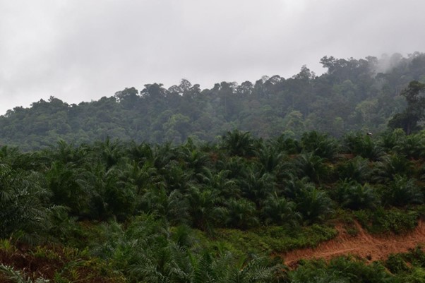 Alice Rudge examines the affects of nostalgia and longing generated by oil palm plantation frontiers among the Batek people of Peninsular Malaysia