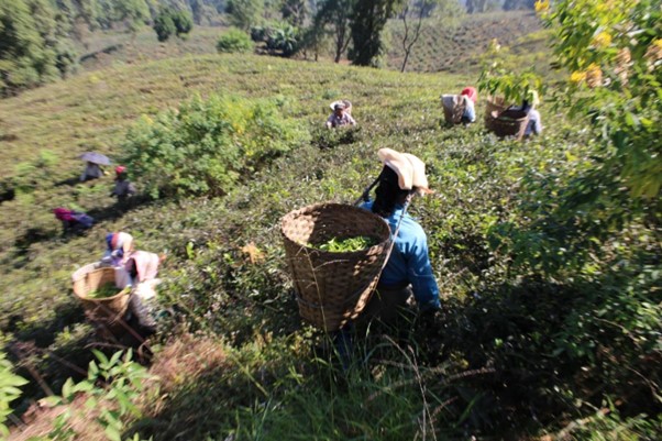 Desirée Kump considers the gendered forms of labor produced by ‘green growth’ regimes and attendant forms of multispecies care in Indian tea plantations