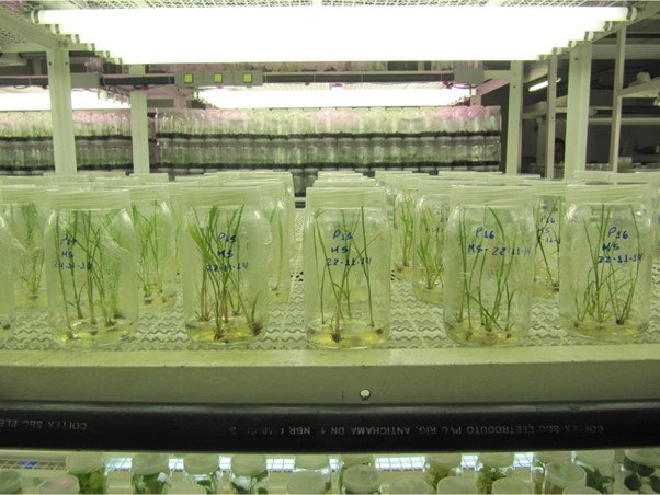 Nicole Labruto considers how uniform sugarcane plants modified by human technoscientific procedures in Brazilian labs produce crops for hyperefficient future monocrop fields, but also disrupt attempts at standardization.