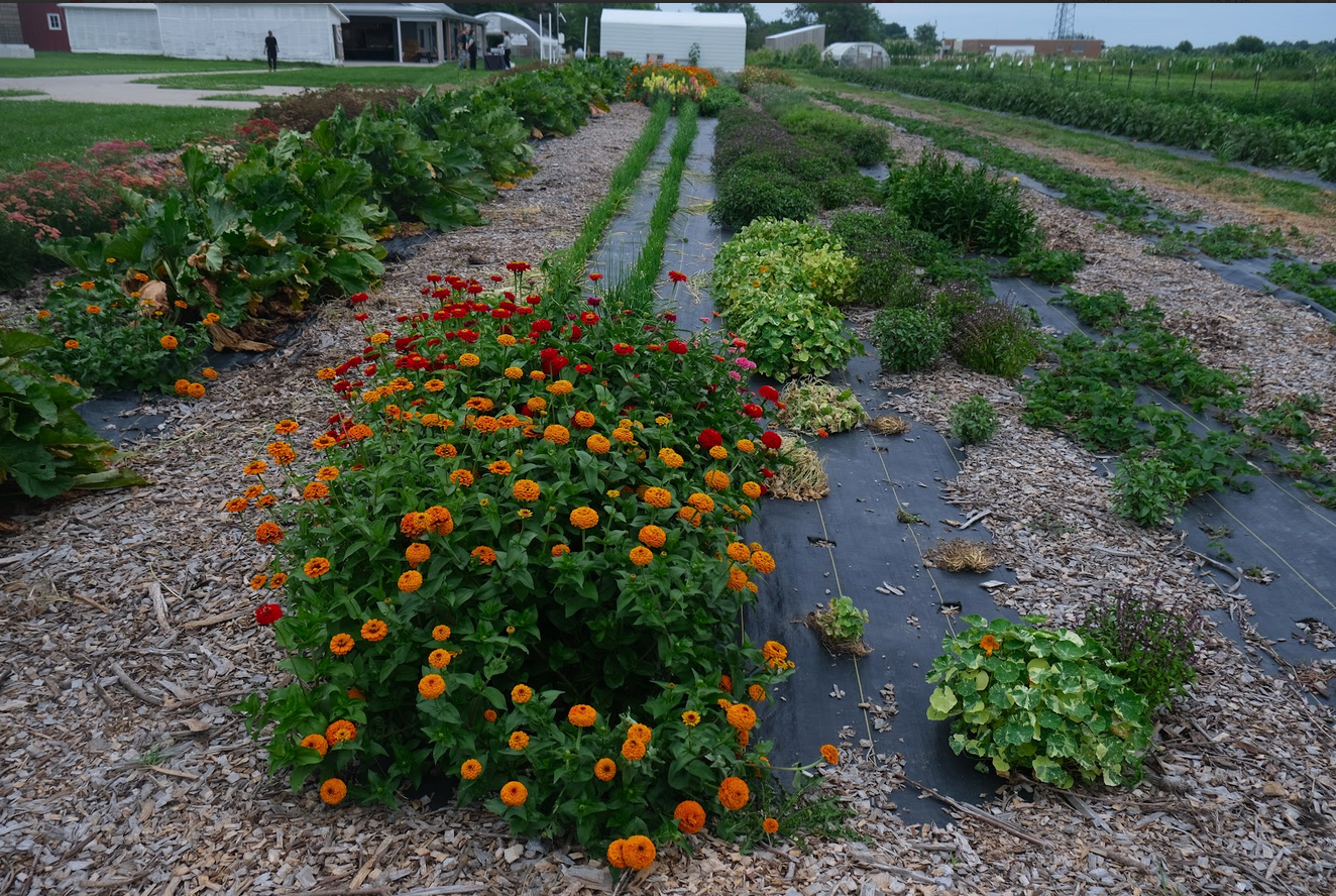 GROW Johnson County's cultivation fields that include marigolds, basil, and white eggplant at the end of the growing season in 2024