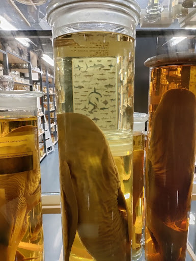 Fish preserved in alcohol