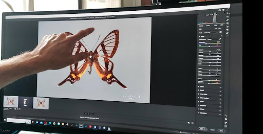 Butterfly specimen